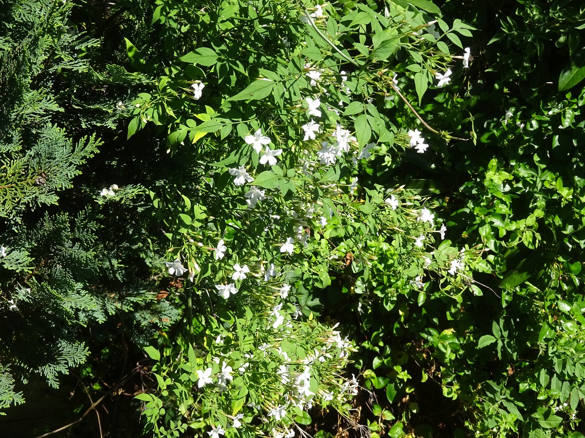 Jasminum officinale (Oleaceae)